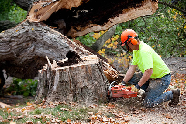 Arbuckle, CA Tree Service Company